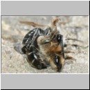 Andrena barbilabris - Sandbiene 08f Paarung 10mm OS-Wallenhorst-Waldlichtung.jpg